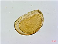 耳垂蹄蓋蕨藏品圖，第2張