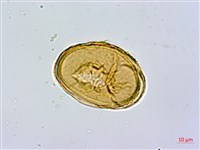耳垂蹄蓋蕨藏品圖，第3張
