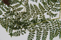 稀子蕨藏品圖，第3張