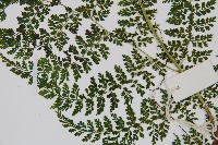 稀子蕨藏品圖，第4張