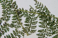 稀子蕨藏品圖，第5張