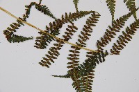 對生蹄蓋蕨藏品圖，第3張