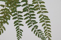 姬蹄蓋蕨藏品圖，第3張