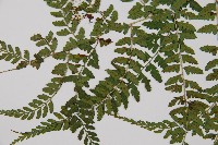 姬蹄蓋蕨藏品圖，第4張