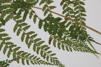 姬蹄蓋蕨藏品圖，第5張