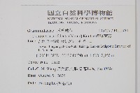 虎尾蒿蕨藏品圖，第2張