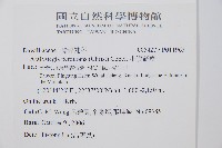 小膜蓋蕨藏品圖，第2張