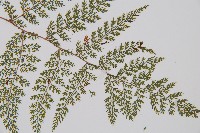 小膜蓋蕨藏品圖，第3張