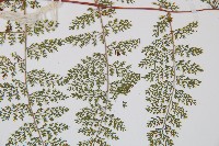 小膜蓋蕨藏品圖，第4張