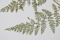 小膜蓋蕨藏品圖，第5張