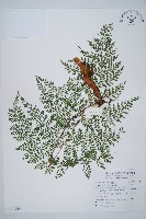 小膜蓋蕨藏品圖，第1張