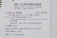 小膜蓋蕨藏品圖，第2張
