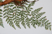 小膜蓋蕨藏品圖，第3張