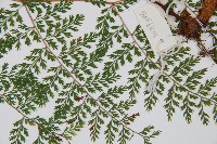 小膜蓋蕨藏品圖，第4張
