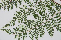 小膜蓋蕨藏品圖，第5張