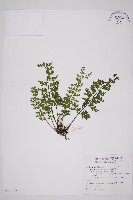 鱗柄鐵角蕨藏品圖，第1張