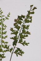鱗柄鐵角蕨藏品圖，第3張