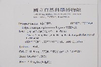 尖葉耳蕨藏品圖，第2張