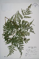 川上氏雙蓋蕨藏品圖，第1張