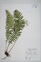 耳形瘤足蕨藏品圖，第1張