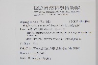 耳形瘤足蕨藏品圖，第2張