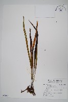 書帶蕨藏品圖，第1張