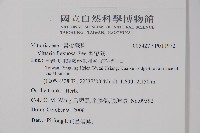 書帶蕨藏品圖，第2張