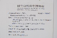 稀子蕨藏品圖，第2張