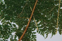 稀子蕨藏品圖，第3張