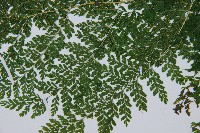 稀子蕨藏品圖，第4張