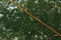 稀子蕨藏品圖，第5張