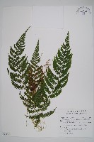 光葉凸軸蕨藏品圖，第1張