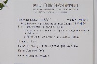 光葉凸軸蕨藏品圖，第2張