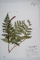 小苞鱗毛蕨、小苞肉刺蕨藏品圖，第1張