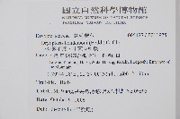 小苞鱗毛蕨、小苞肉刺蕨藏品圖，第2張