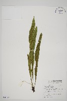 劍葉鐵角蕨、箭葉鐵角蕨藏品圖，第1張