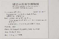 劍葉鐵角蕨、箭葉鐵角蕨藏品圖，第2張
