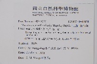 阿里山陰石蕨藏品圖，第2張