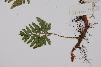 阿里山陰石蕨藏品圖，第3張