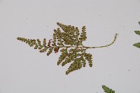 阿里山陰石蕨藏品圖，第4張