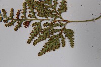 阿里山陰石蕨藏品圖，第5張