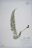 韓氏耳蕨藏品圖，第1張