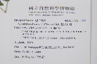 韓氏耳蕨藏品圖，第2張