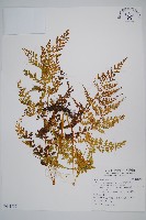 大膜蓋蕨藏品圖，第1張