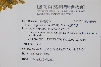 大膜蓋蕨藏品圖，第2張