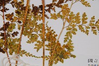 大膜蓋蕨藏品圖，第3張