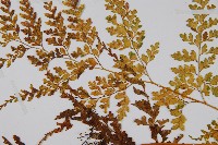 大膜蓋蕨藏品圖，第5張