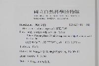 紅柄鳳尾蕨藏品圖，第2張