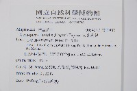 大葉貞蕨藏品圖，第2張