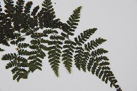 大葉貞蕨藏品圖，第3張